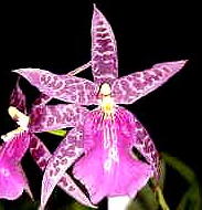 Oncidium orchid culture