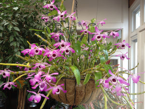 Dendrobium orchid culture