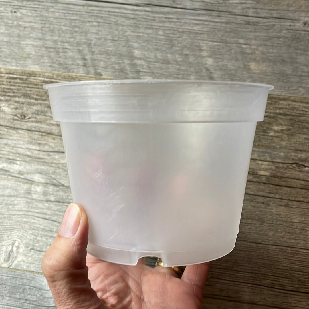 thin plastic plant pots 5" translucent round azalea pot for orchids – QuarterAcreOrchids