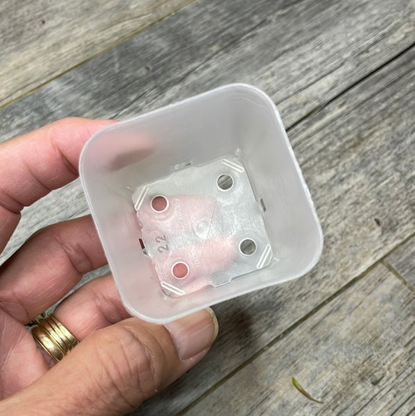 2 1/8” clear square seedling pot