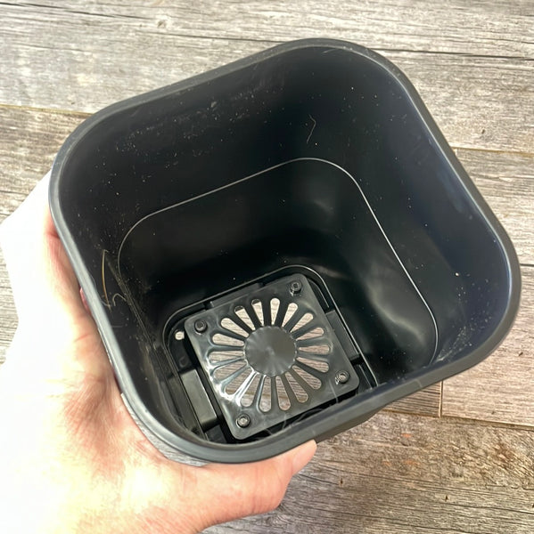 5.5" square sturdy black plastic succulent & bonsai pot
