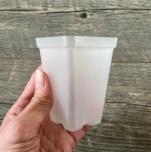 2.5” tall clear square seedling pot