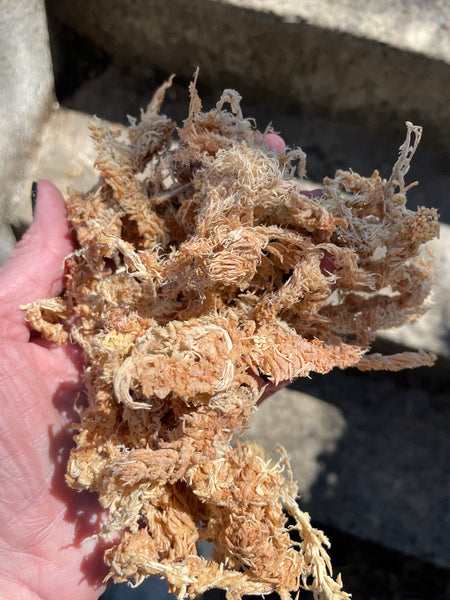 New Zealand Sphagnum Moss - Classic AA + 150grams