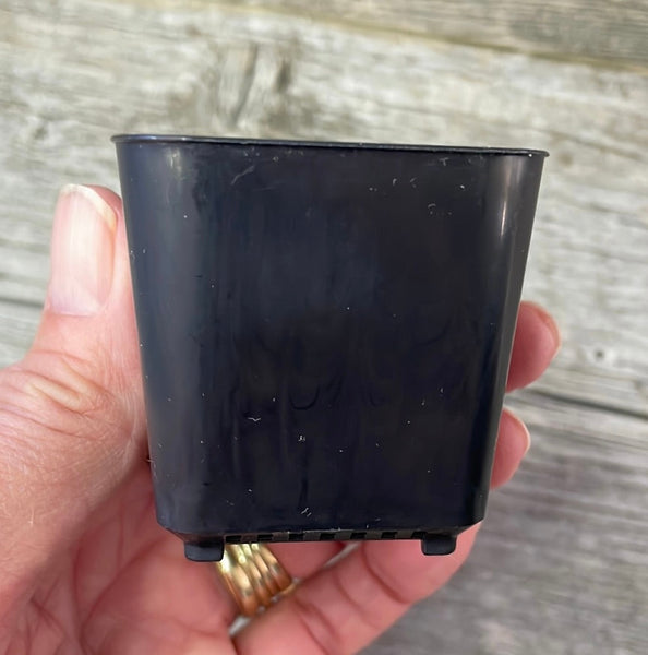 2" square black seedling pot