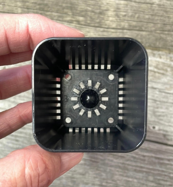 2" square black seedling pot