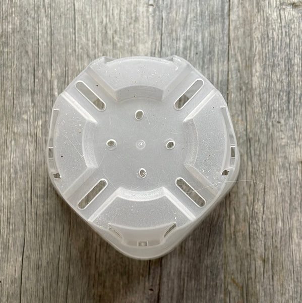 5" round cornered clear square seedling pot