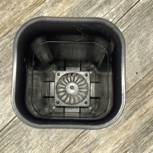 4" square sturdy black plastic succulent pot