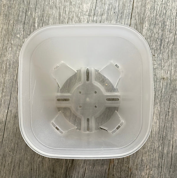 5" round cornered clear square seedling pot
