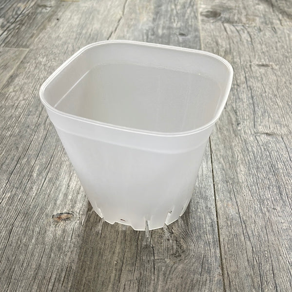 3.75" round cornered clear square seedling pot