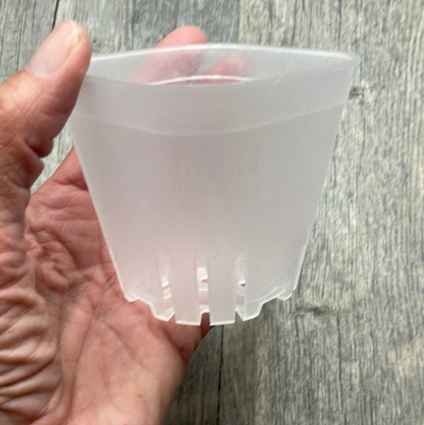 3.25" round cornered clear square seedling pot