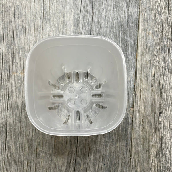 2.5" square round cornered clear seedling pot