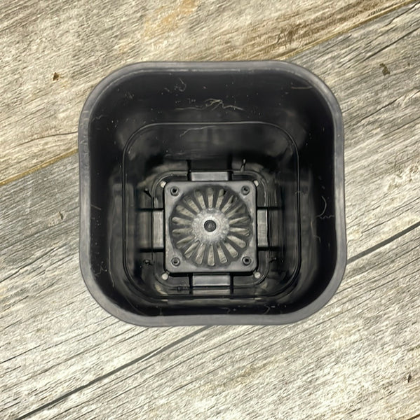 3.5" square sturdy black plastic succulent pot