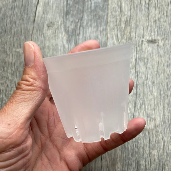 2.5" square round cornered clear seedling pot