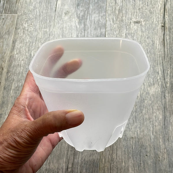 5" round cornered clear square seedling pot
