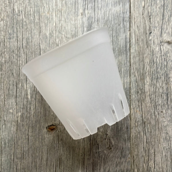 3.75" round cornered clear square seedling pot