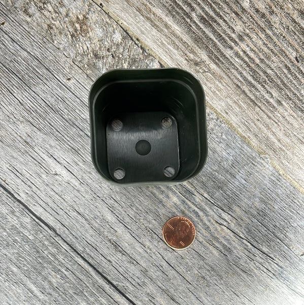 2" square green seedling pot