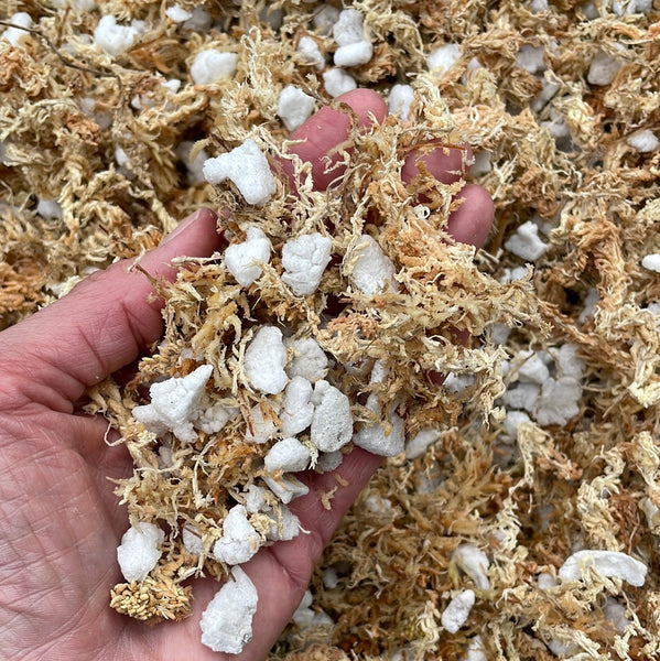 New Zealand Sphagnum Moss Orchid Potting Mix