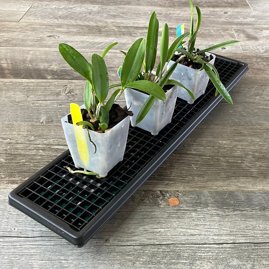 Orchid Humidity Trays: How Efficient Are They? 