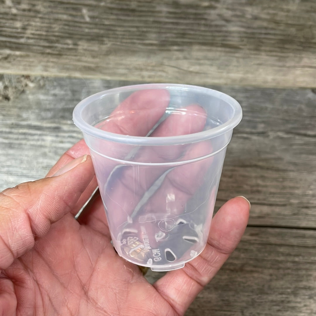 a hand holding a 2.5" clear round flower pot