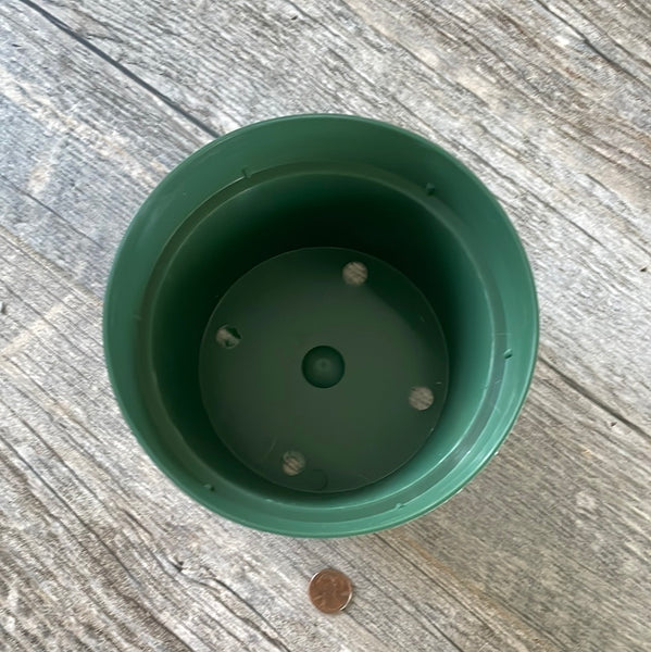 A view of the drainage holes in the bottom of a 6" round green plastic bulb pan