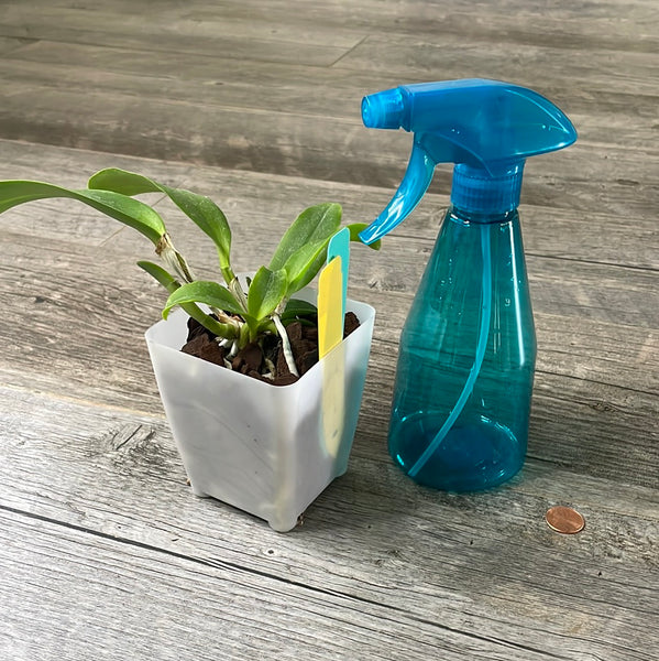 Orchid Spray Bottle Mister - 14 oz