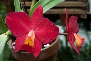 Cattleya orchid culture