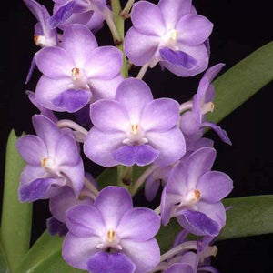 Vanda orchid culture
