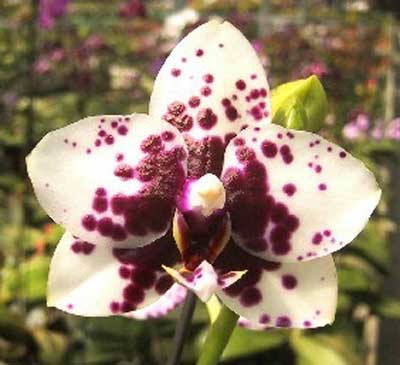 Phalaenopsis orchid culture