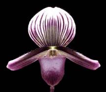 Paphiopedilum orchid culture
