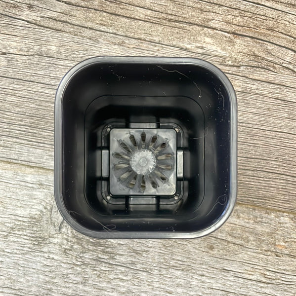 looking down into the bottom of a black plastic succulent pot