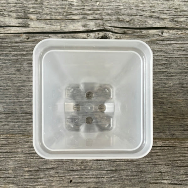 2.5” tall clear square seedling pot