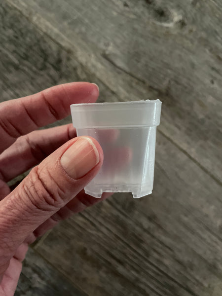 1.5” square clear seedling pot