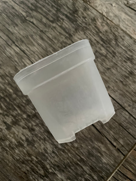 2” square clear seedling pot *NEW*