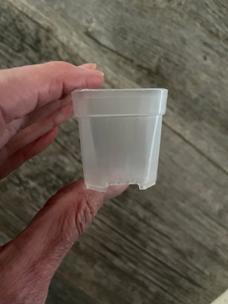 1.5” square clear seedling pot