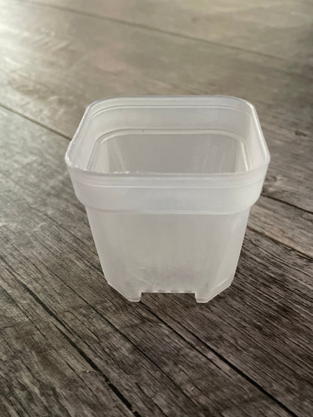 2” square clear seedling pot *NEW*