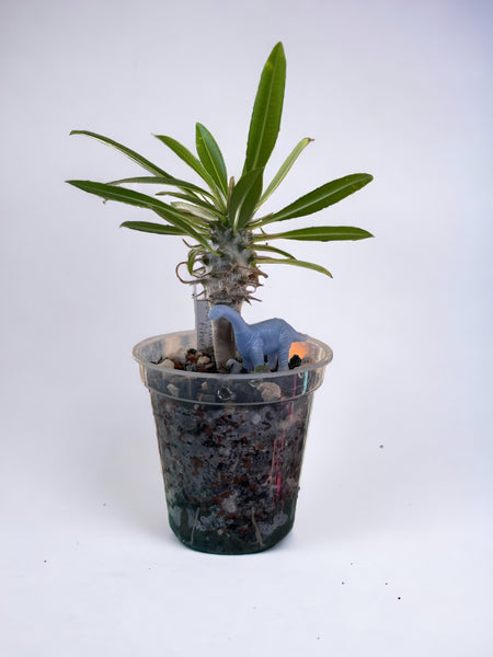 3" ultra clear round orchid seedling pot