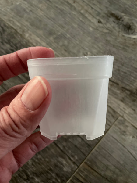 2” square clear seedling pot *NEW*