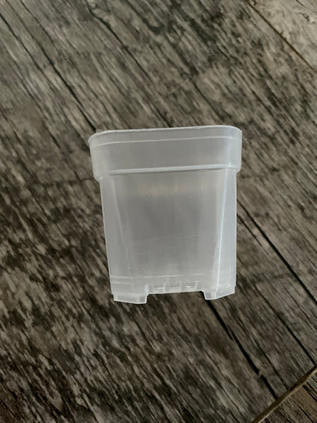 1.5” square clear seedling pot