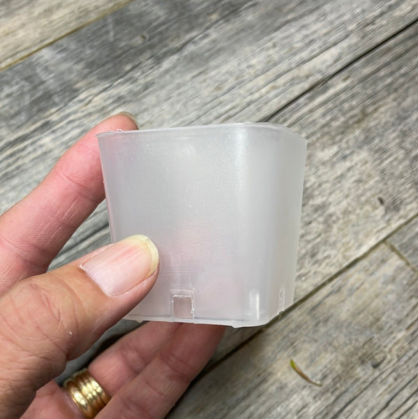 2 1/8” clear square seedling pot
