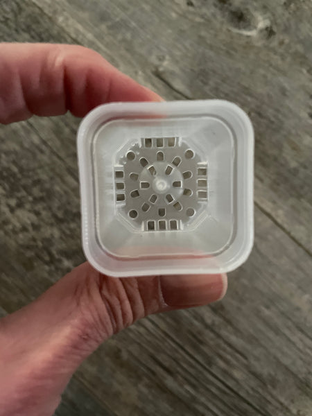 1.5” square clear seedling pot