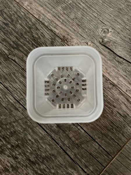 2” square clear seedling pot *NEW*