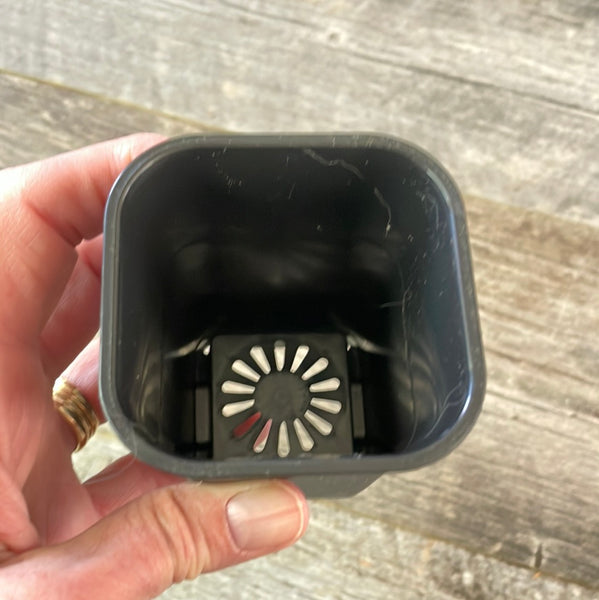 showing the bottom holes in a black plastic square flower pot