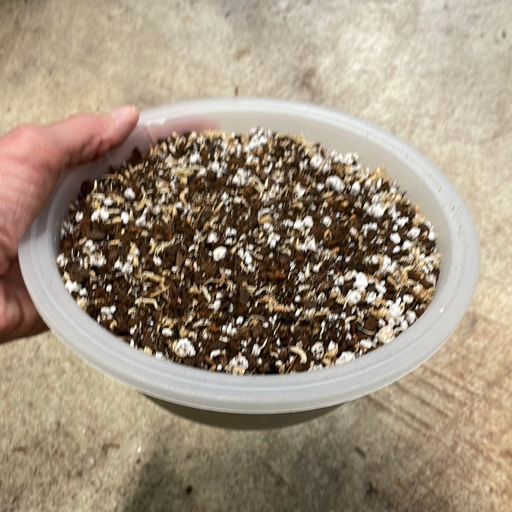 potting mix for jewel orchid Jewel Orchid Potting Mix – QuarterAcreOrchids