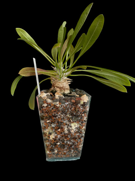 2.25" tall clear square orchid seedling pot