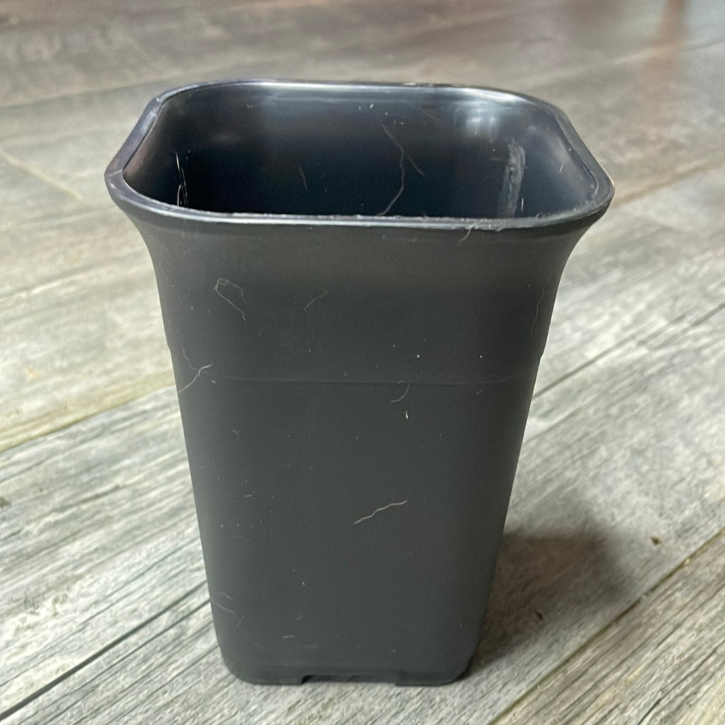 square succulent pots 4" square sturdy black plastic succulent & cacti pot – QuarterAcreOrchids