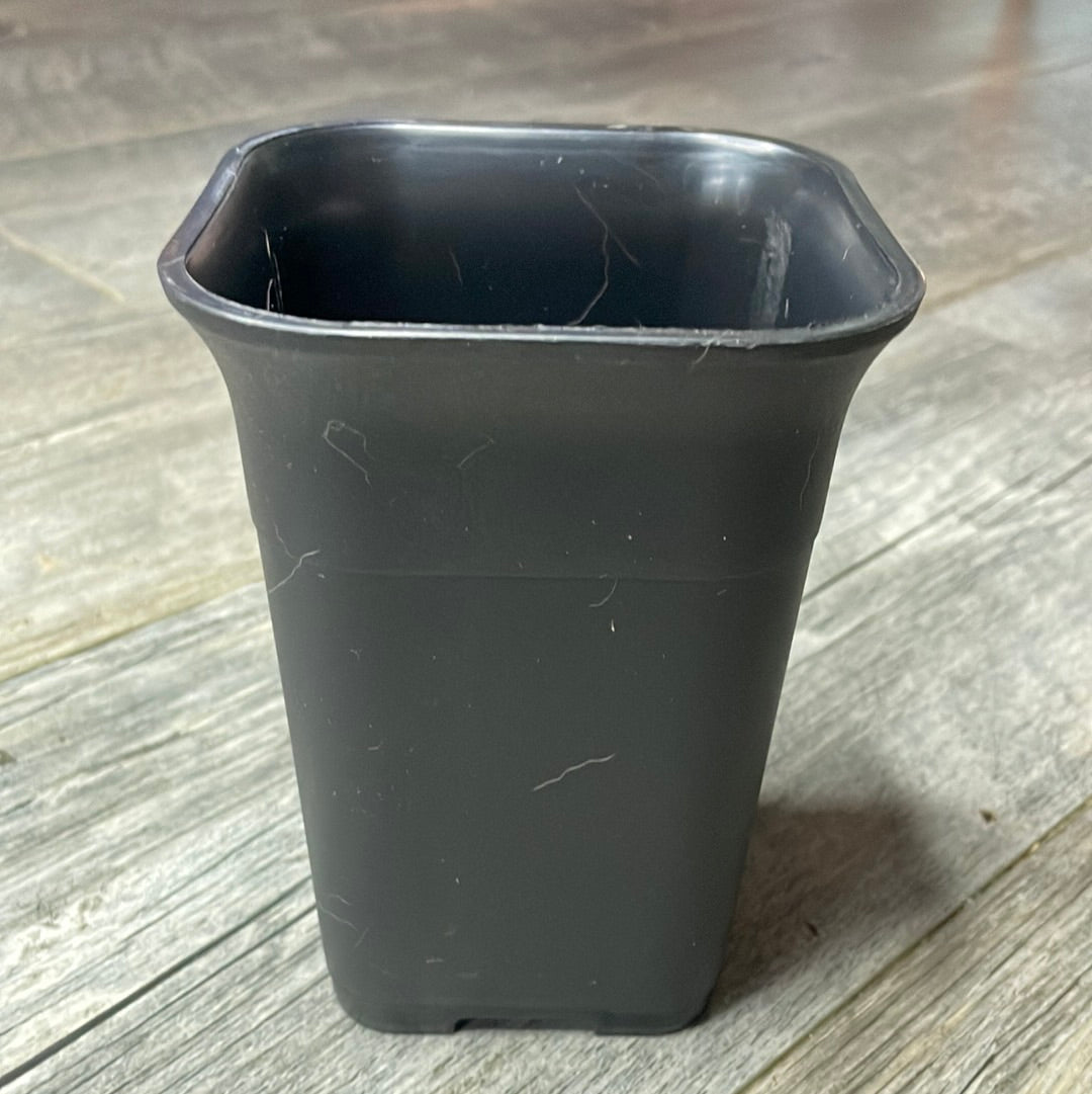 4" square sturdy black plastic succulent pot