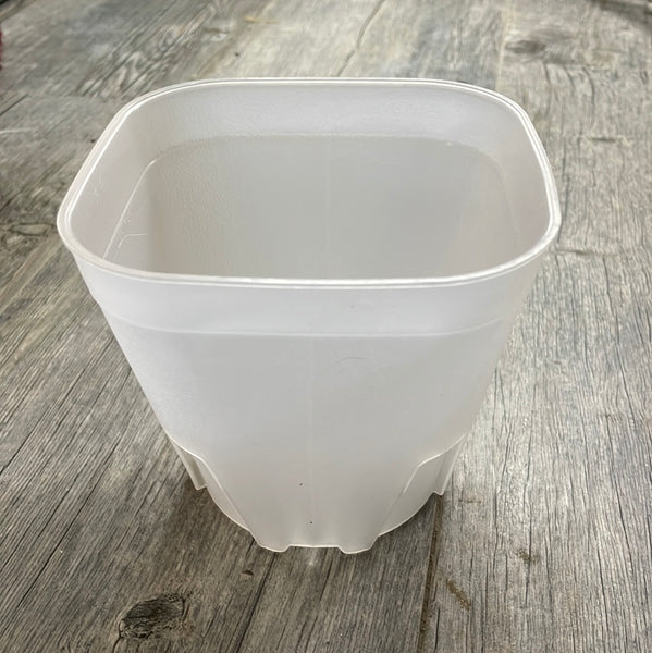 5" round cornered clear square seedling pot