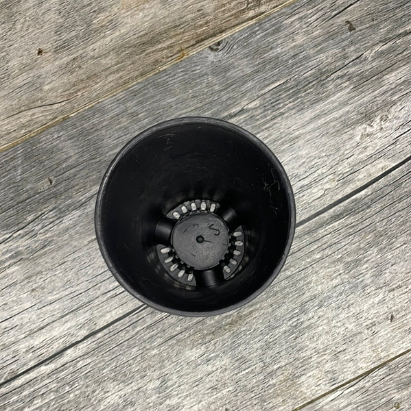3" round black plastic flared succulent pot