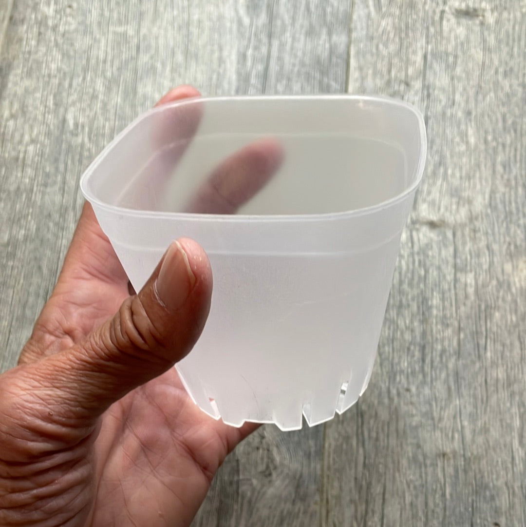 3.75" round cornered clear square seedling pot