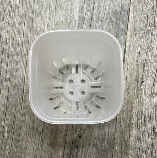 3.25" round cornered clear square seedling pot